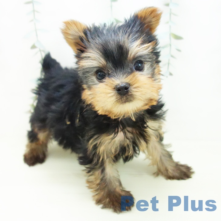 ヨークシャー・テリア