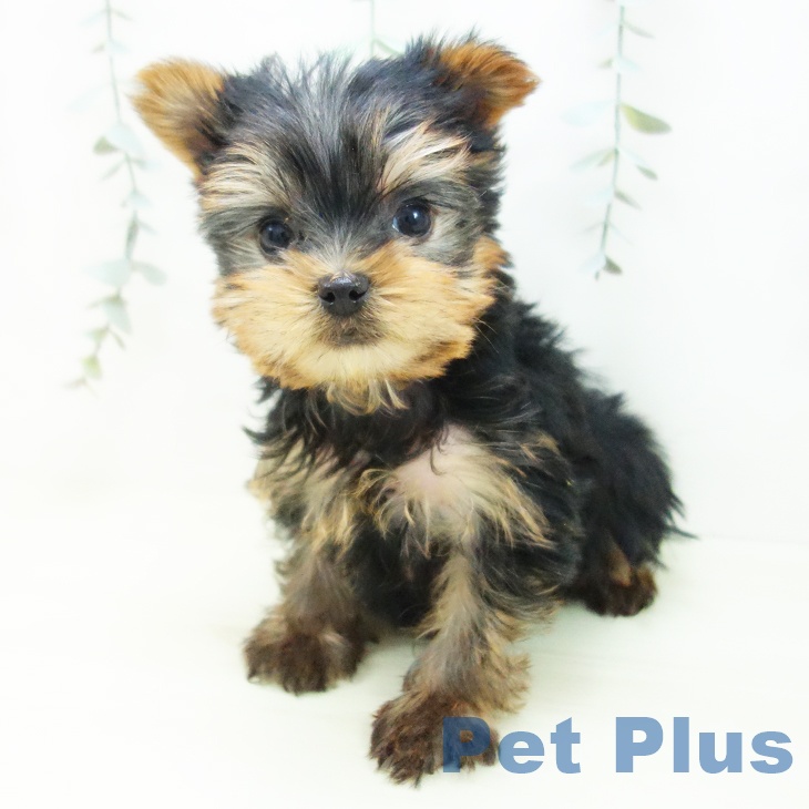 ヨークシャー・テリアの写真2