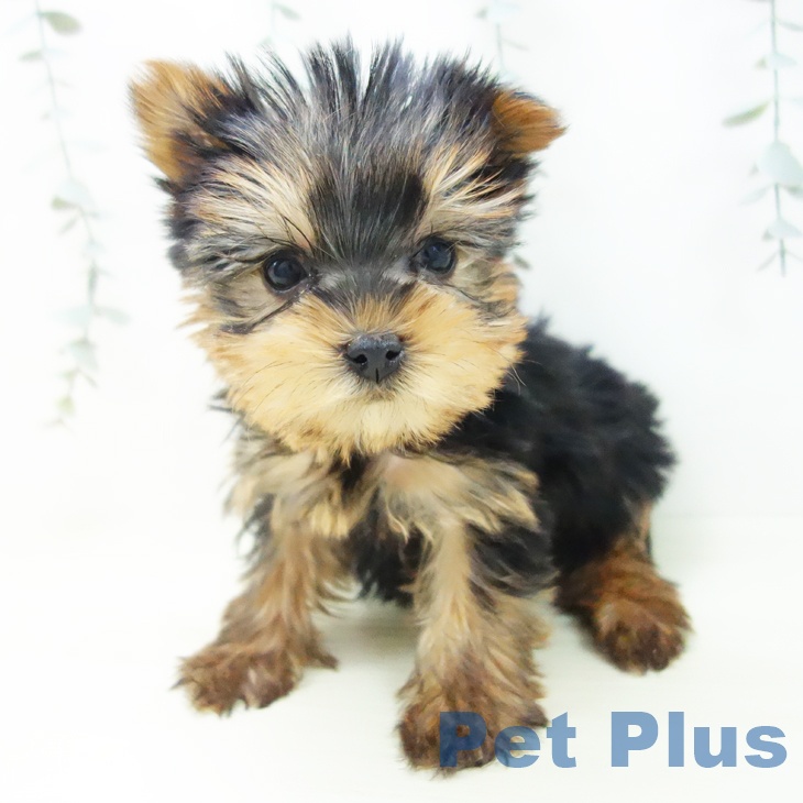 ヨークシャー・テリアの写真2