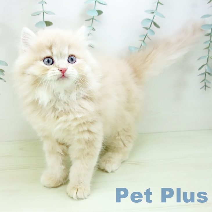 ラガマフィンの写真2