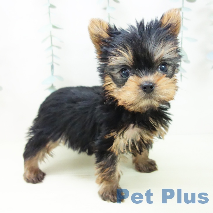 ヨークシャー・テリアの写真2