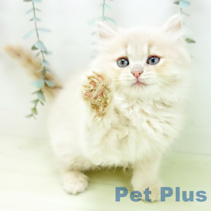 ラガマフィンの写真2