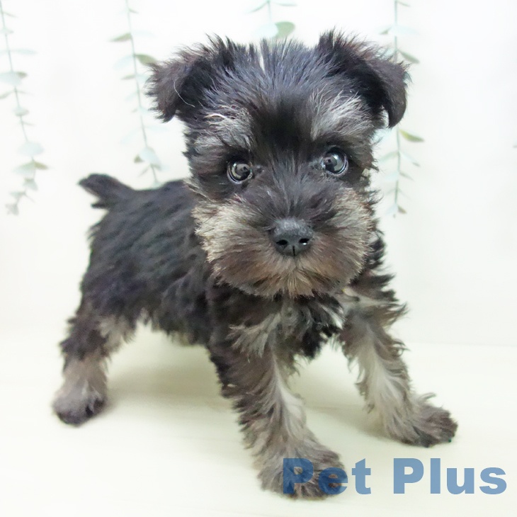 ミニチュア・シュナウザー