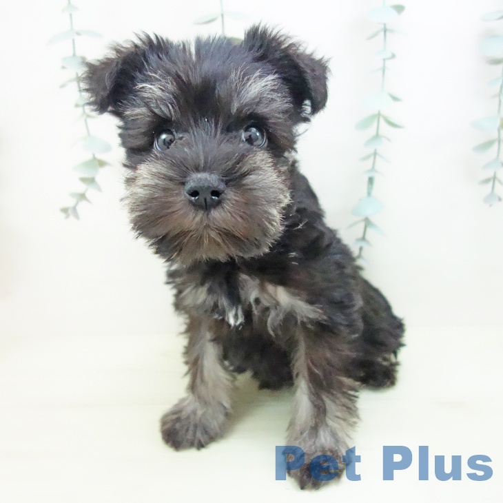 ミニチュア・シュナウザーの写真2