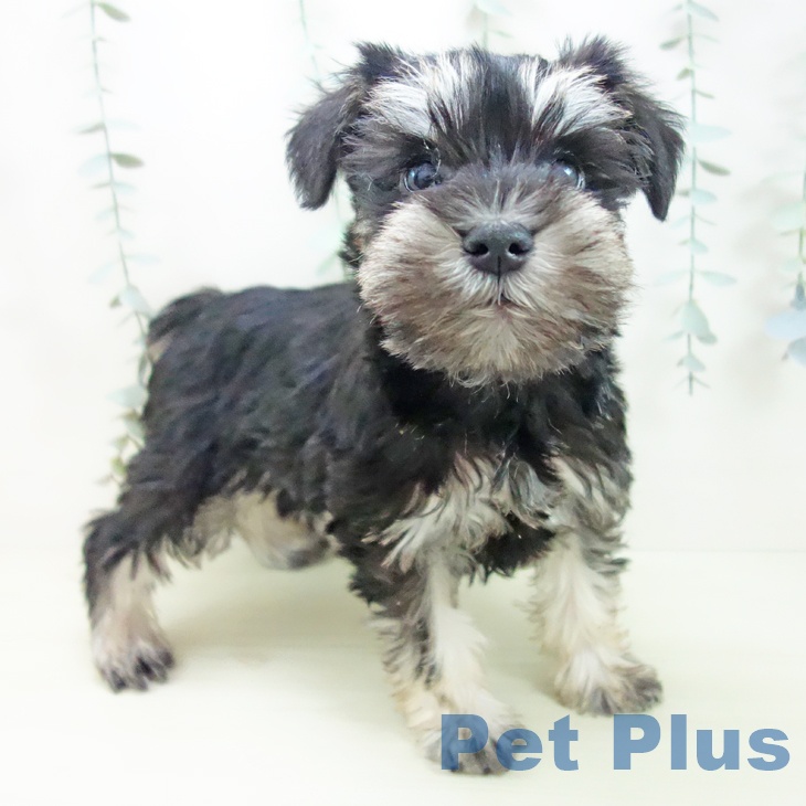 ミニチュア・シュナウザー