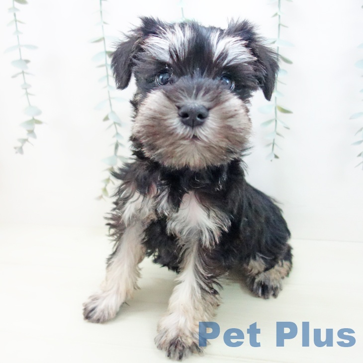 ミニチュア・シュナウザーの写真2