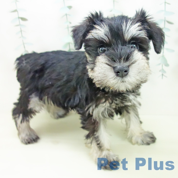 ミニチュア・シュナウザー