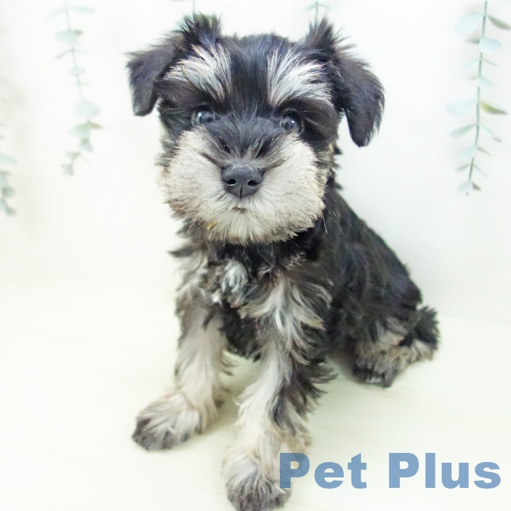 ミニチュア・シュナウザーの写真2