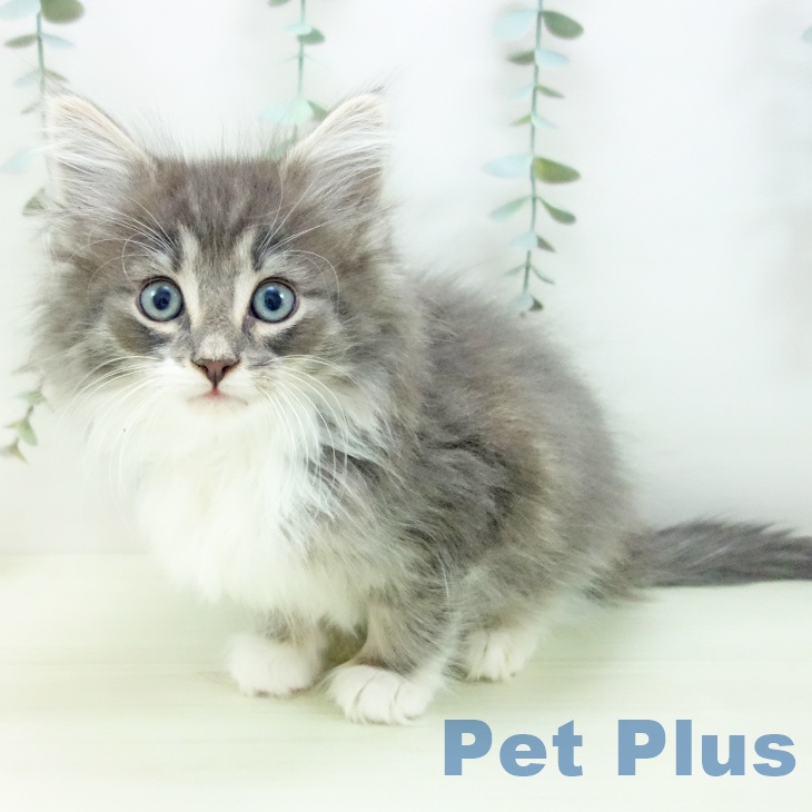 ノルウェージャンフォレストキャット