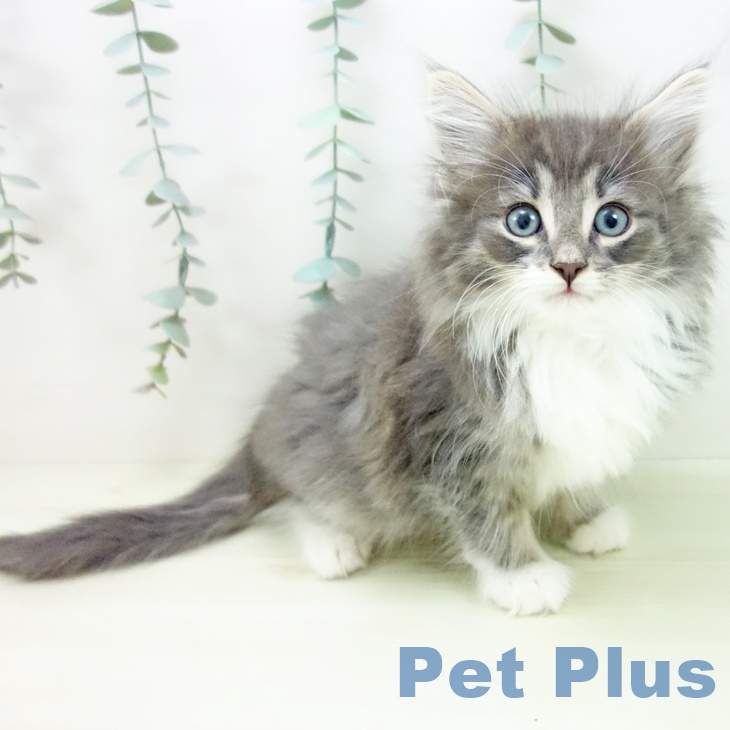 ノルウェージャンフォレストキャットの写真2