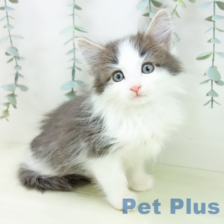 ノルウェージャンフォレストキャット