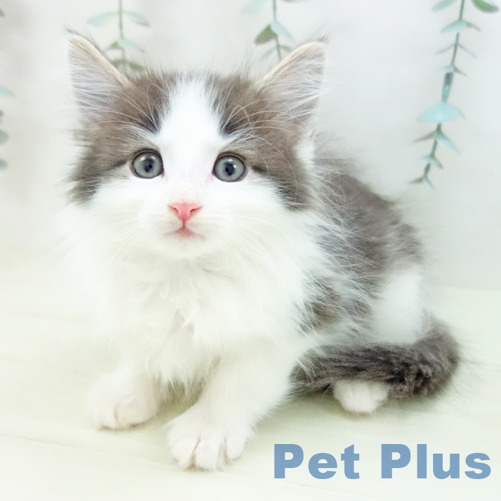 ノルウェージャンフォレストキャットの写真2