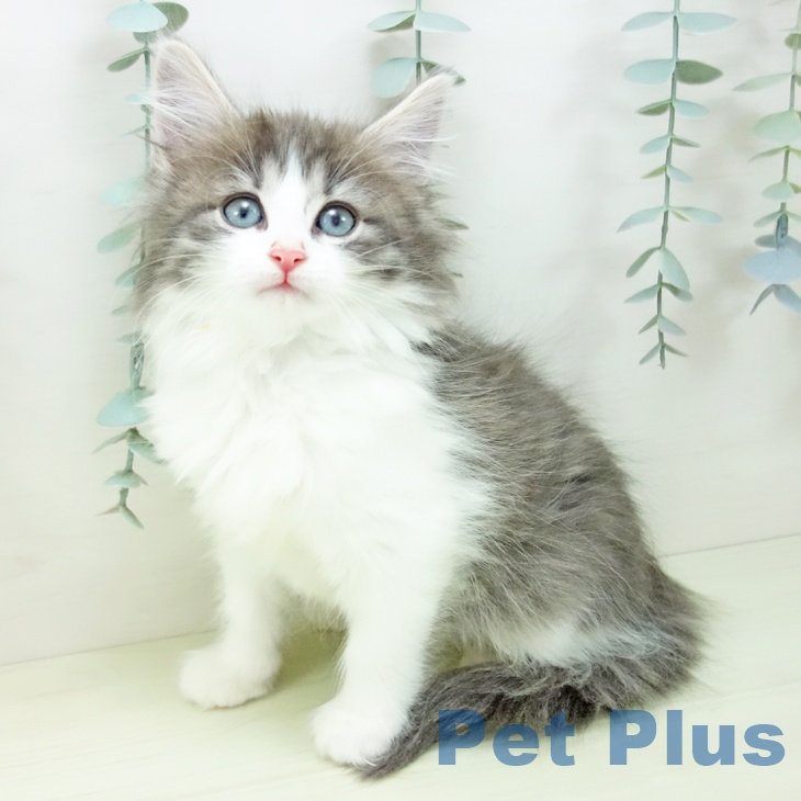 ノルウェージャンフォレストキャット