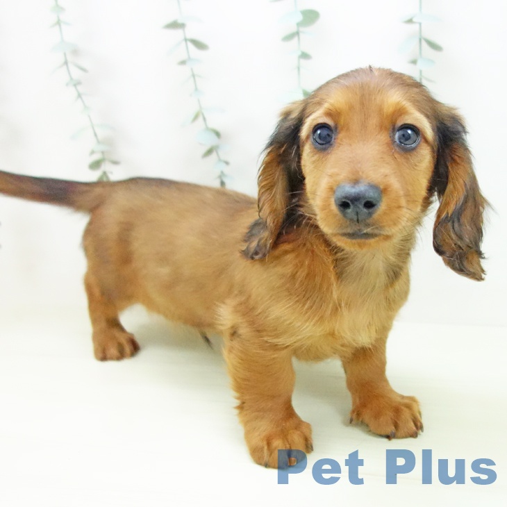 ミニチュア・ダックスフンドの写真2