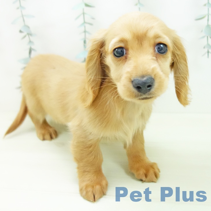 ミニチュア・ダックスフンドの写真2