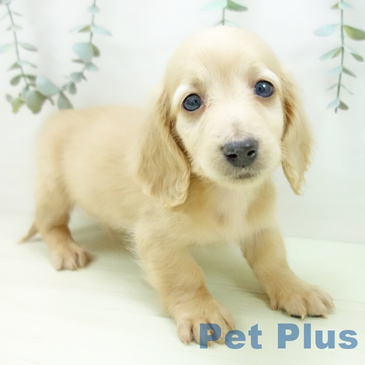 ミニチュア・ダックスフンド