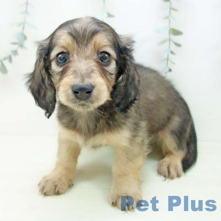 ミニチュア・ダックスフンドの写真2