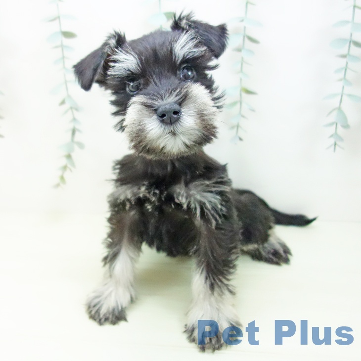 ミニチュア・シュナウザーの写真2