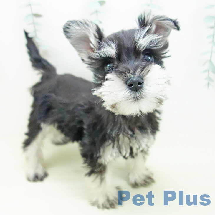 ミニチュア・シュナウザー