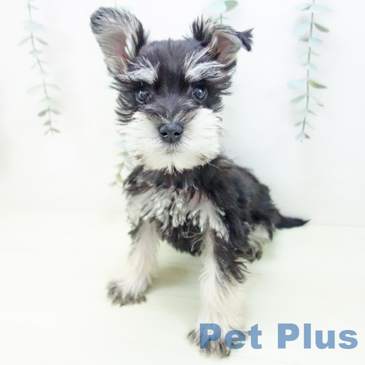 ミニチュア・シュナウザーの写真2