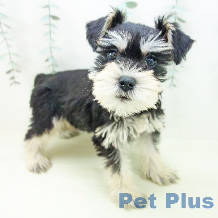 ミニチュア・シュナウザー