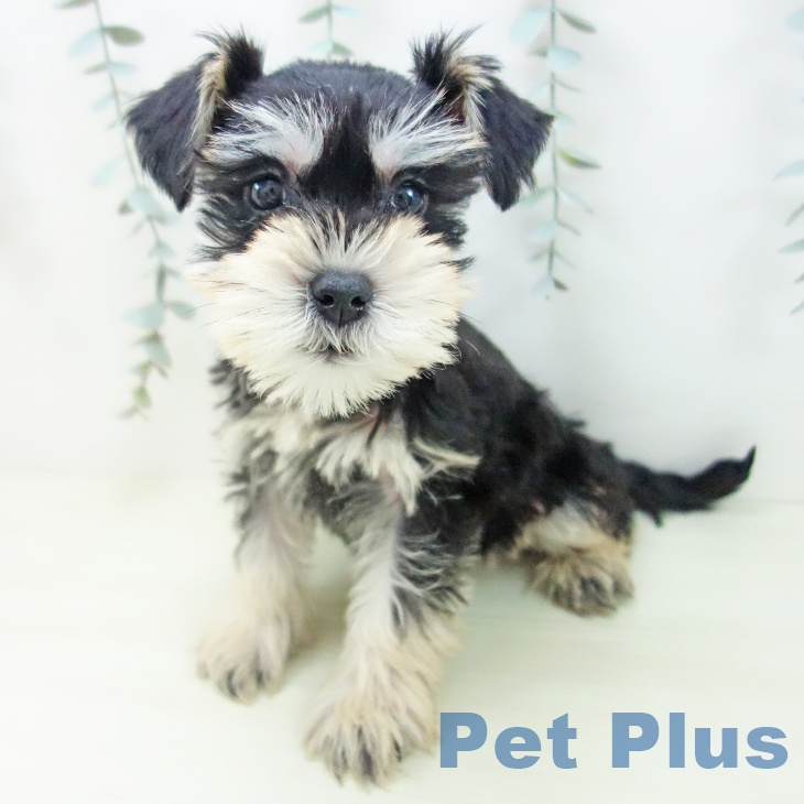 ミニチュア・シュナウザーの写真2