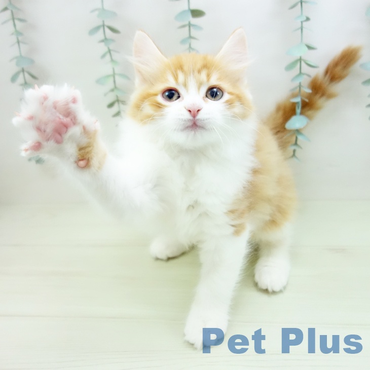 ラガマフィンの写真2