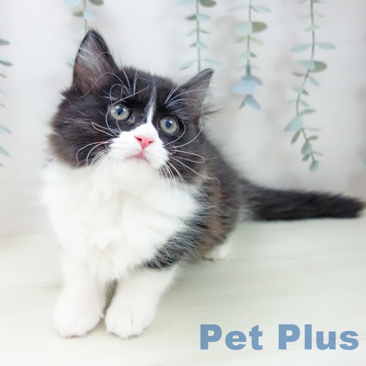 ラガマフィンの写真2