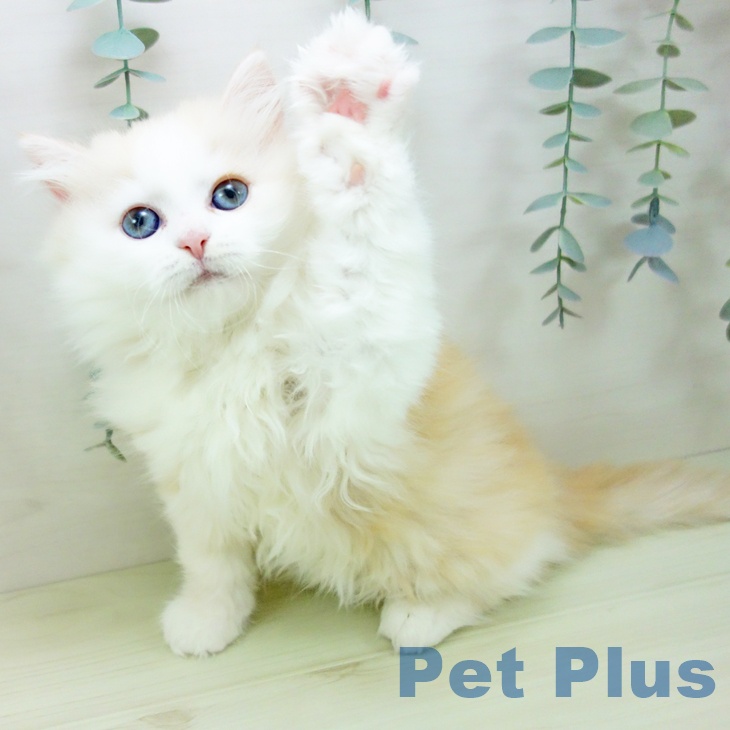 ラガマフィンの写真2