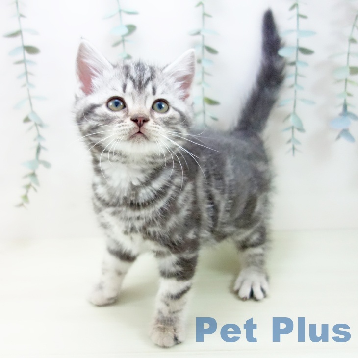 アメリカンショートヘア