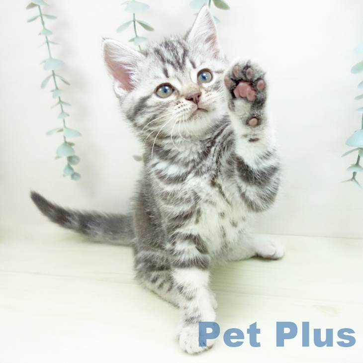 アメリカンショートヘアの写真2