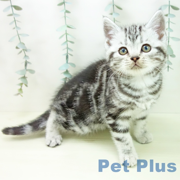 アメリカンショートヘア