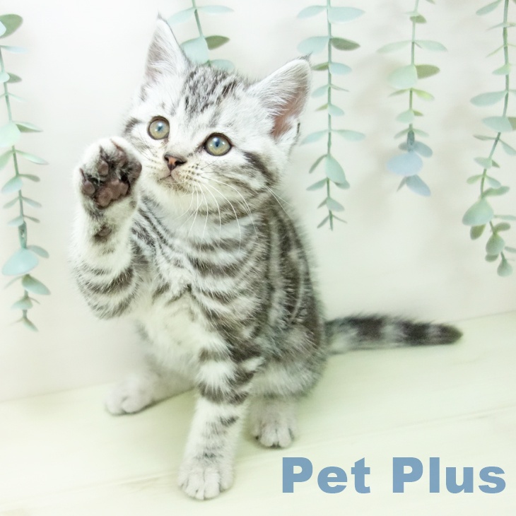 アメリカンショートヘアの写真2