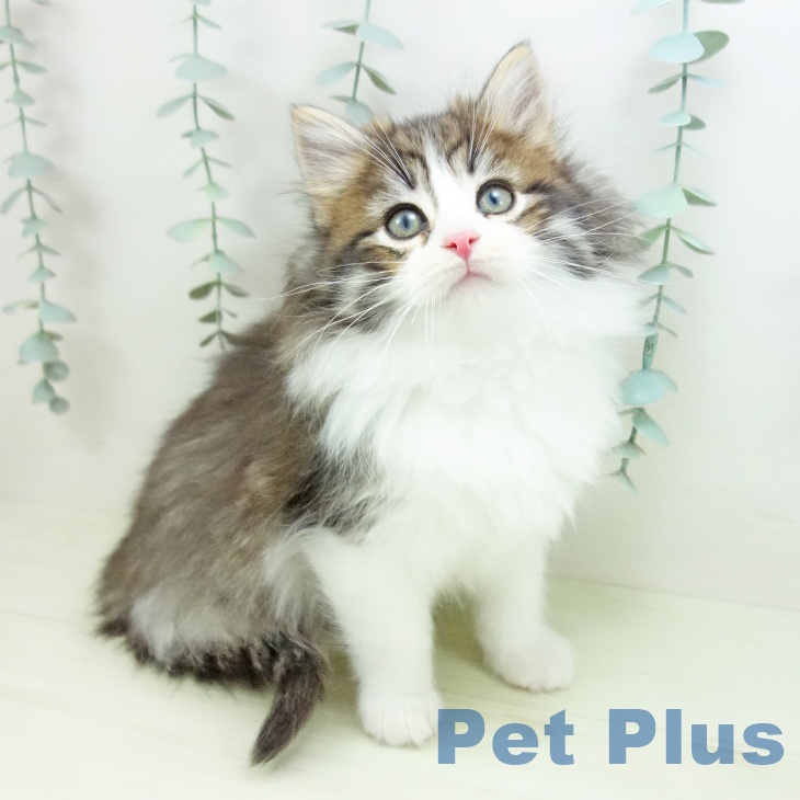 ノルウェージャンフォレストキャット