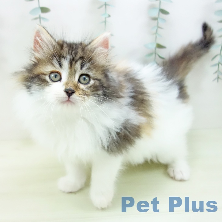 ノルウェージャンフォレストキャット