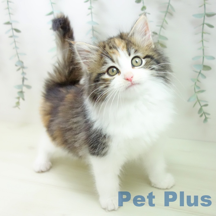 ノルウェージャンフォレストキャットの写真2