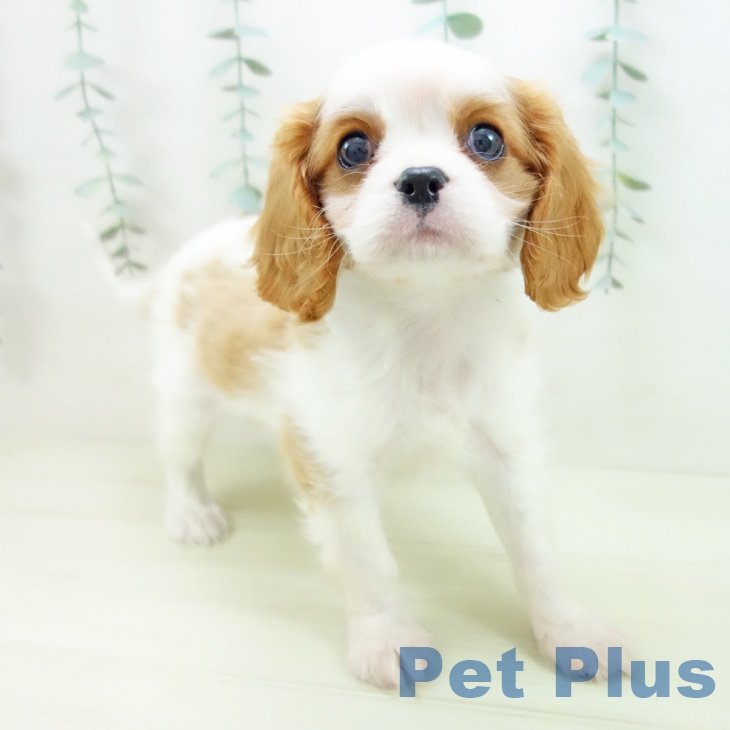 キャバリア・キングチャールズ・スパニエル