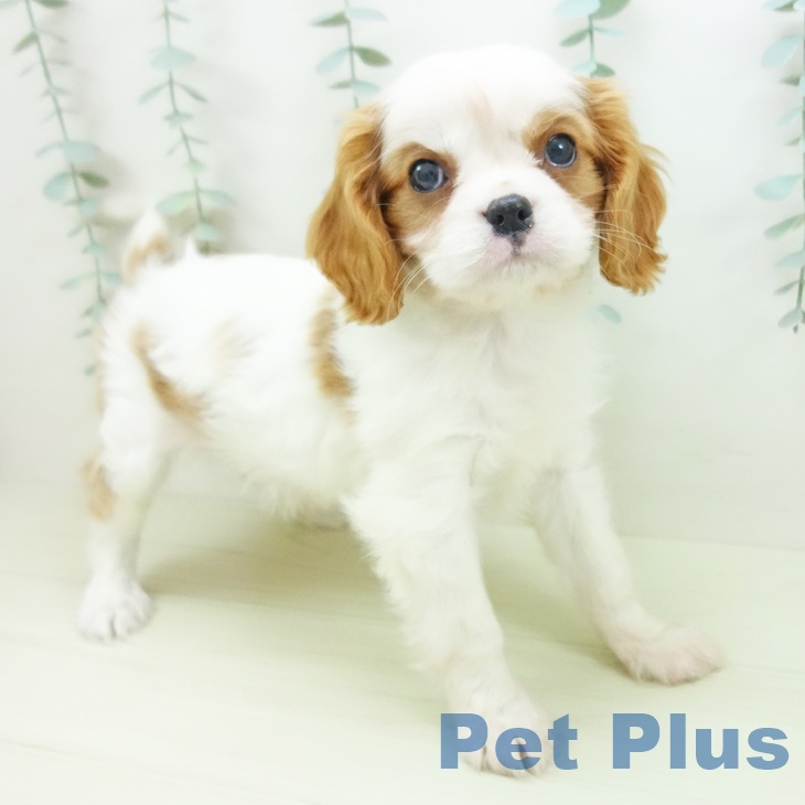 キャバリア・キングチャールズ・スパニエル