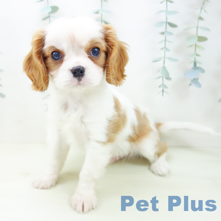 キャバリア・キングチャールズ・スパニエルの写真2