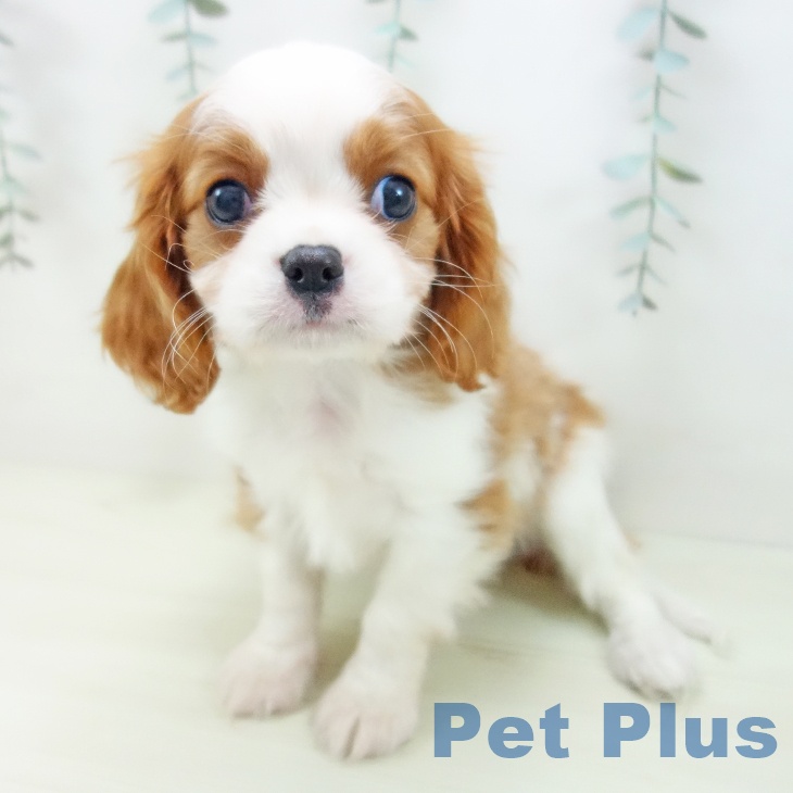 キャバリア・キングチャールズ・スパニエルの写真2