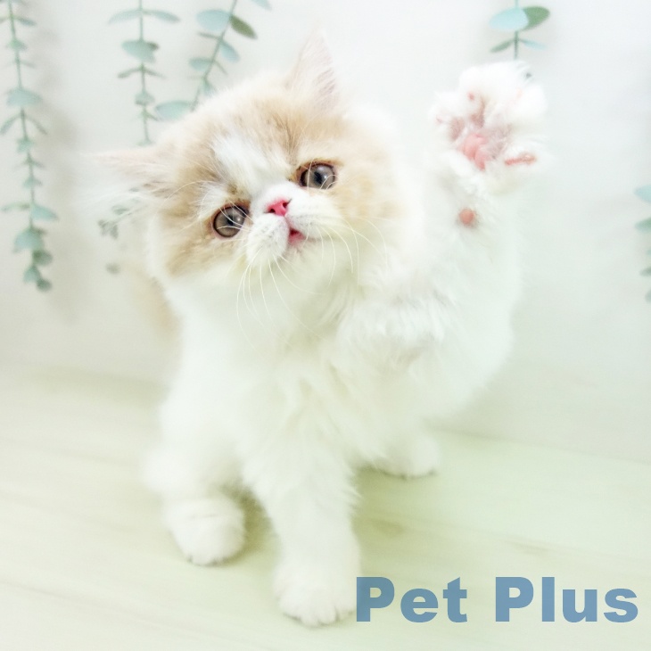 エキゾチックの写真2