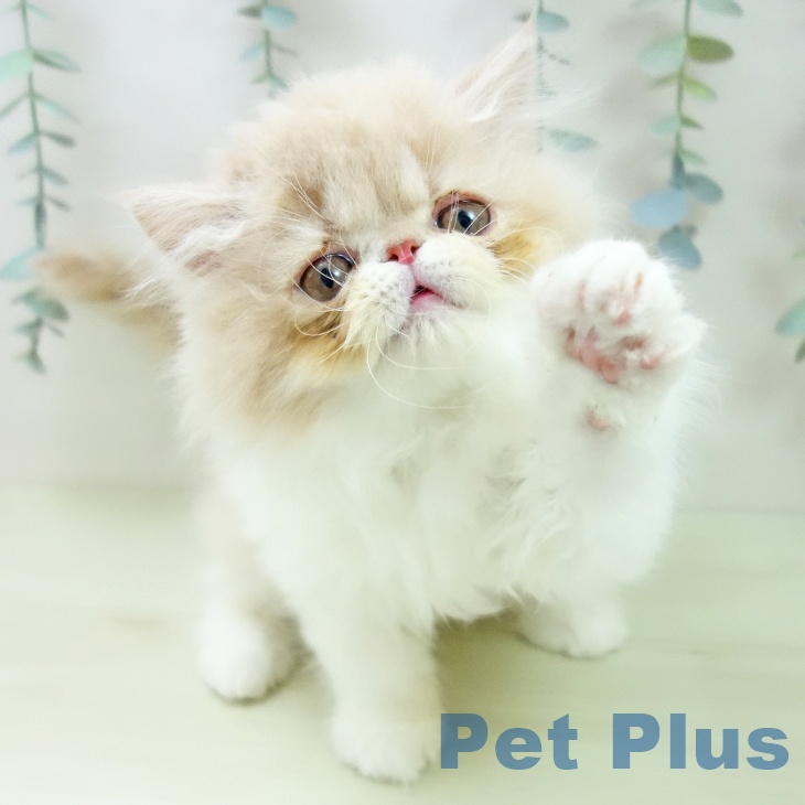 エキゾチックの写真2