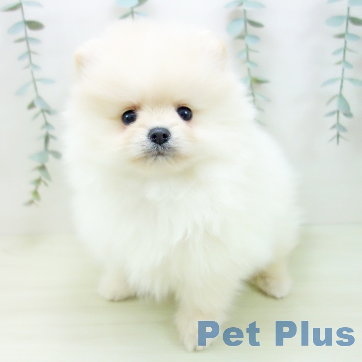 ポメラニアンの写真2