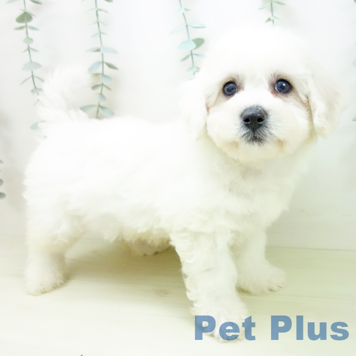 ビション・フリーゼの写真2