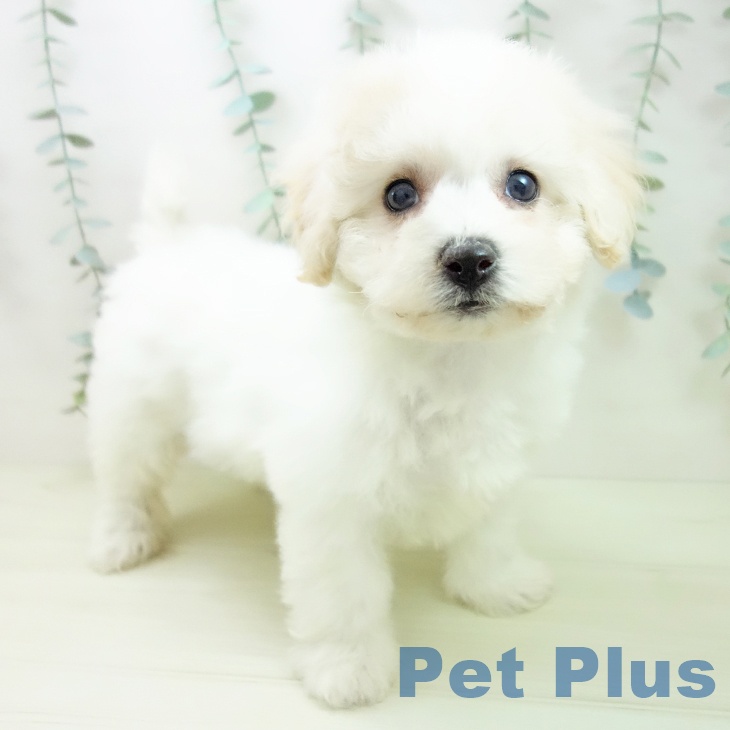 ビション・フリーゼ