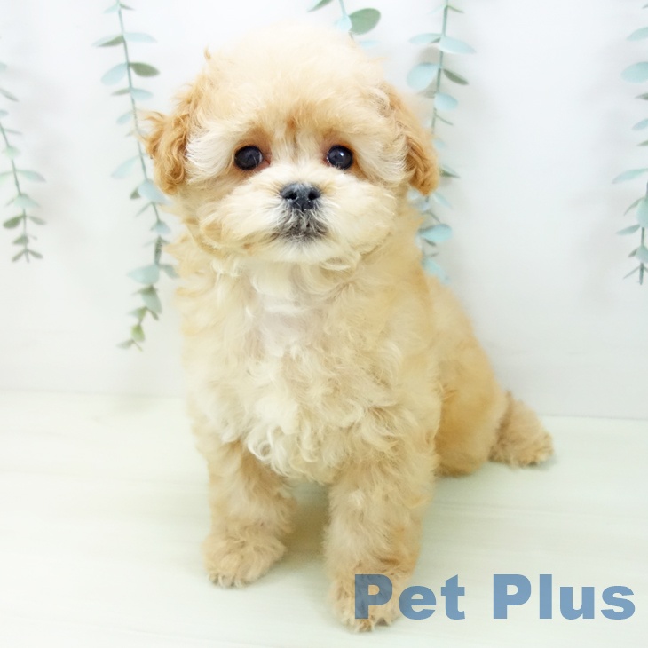 トイ・プードル