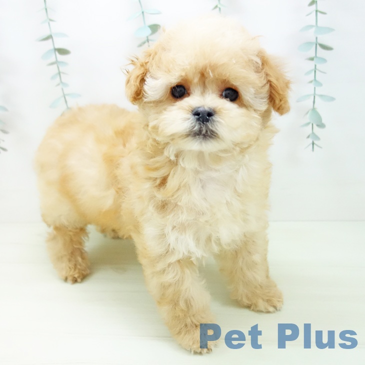 トイ・プードル