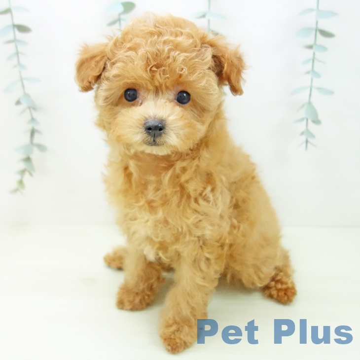 トイ・プードルの写真2