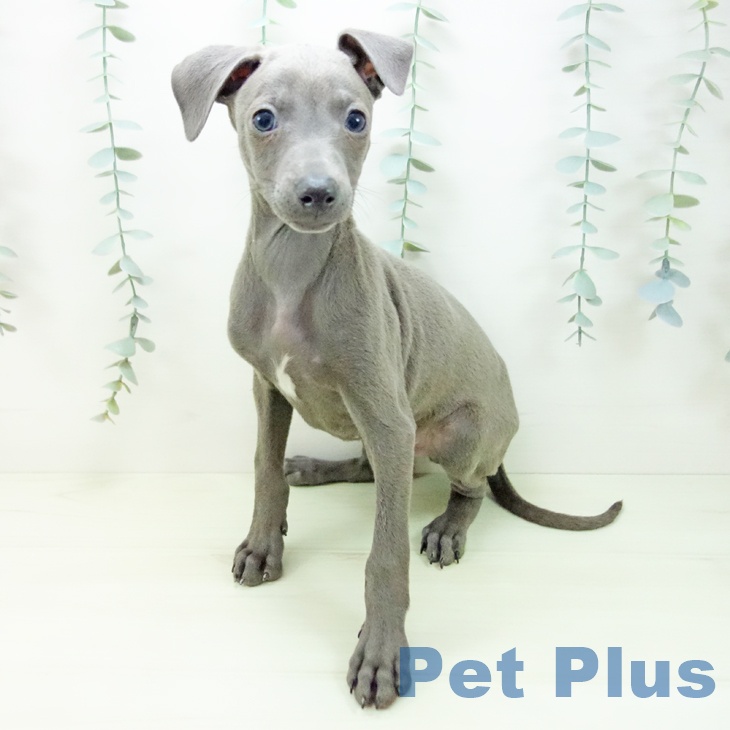 イタリアン・グレーハウンドの写真2