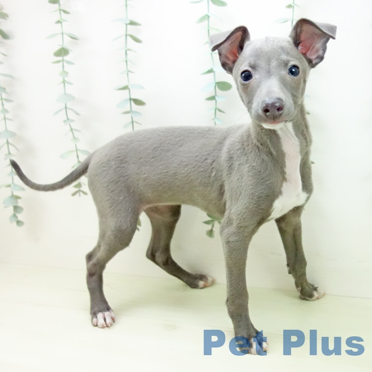 イタリアン・グレーハウンド